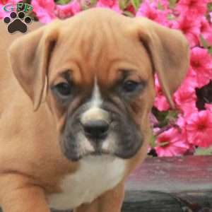 Scout, Boxer Puppy