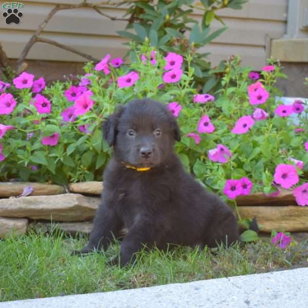 Scout, Golden Retriever Mix Puppy