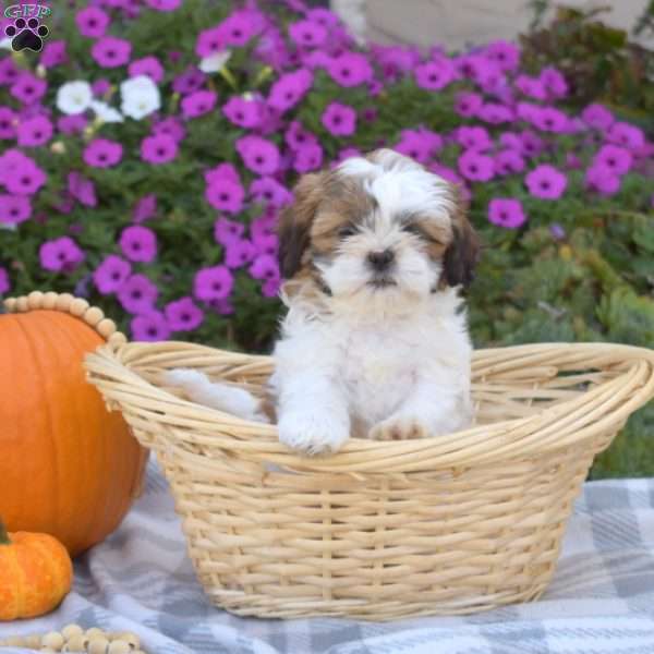 Scout, Shih Tzu Puppy