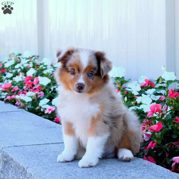 Scout, Miniature Australian Shepherd Puppy