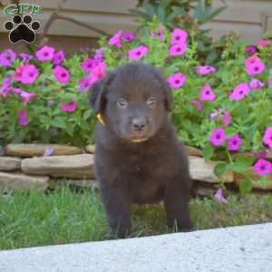 Scout, Golden Retriever Mix Puppy