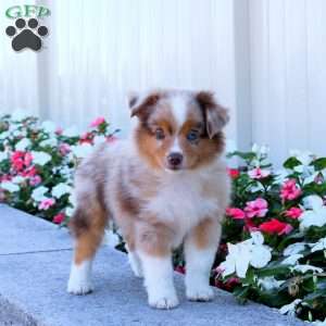 Scout, Miniature Australian Shepherd Puppy