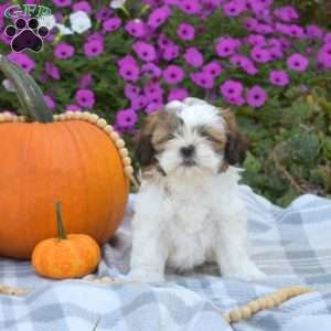 Scout, Shih Tzu Puppy
