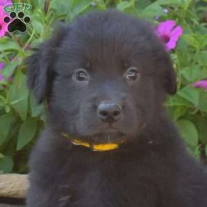 Scout, Golden Retriever Mix Puppy