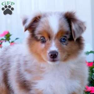 Scout, Miniature Australian Shepherd Puppy