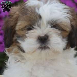 Scout, Shih Tzu Puppy