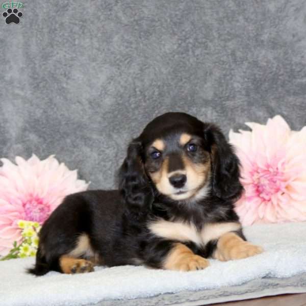 Scout, Dachshund Puppy