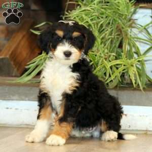 Scout, Bernedoodle Puppy