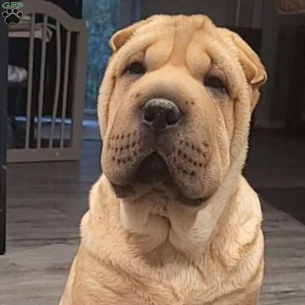 RUBI, Shar Pei Puppy