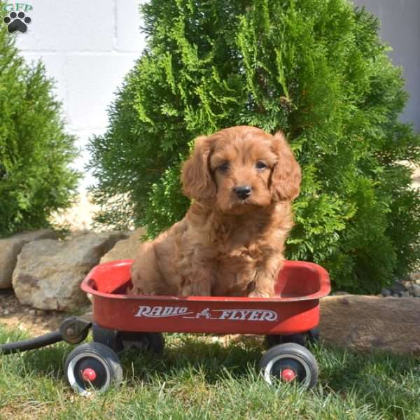 Sebastian, Cavapoo Puppy