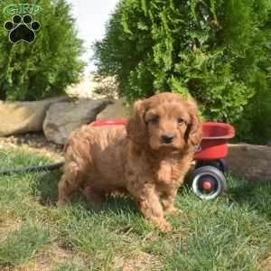 Sebastian, Cavapoo Puppy