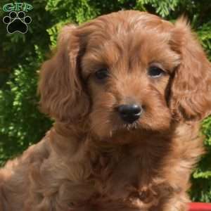 Sebastian, Cavapoo Puppy