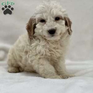 Sebastian, Mini Goldendoodle Puppy