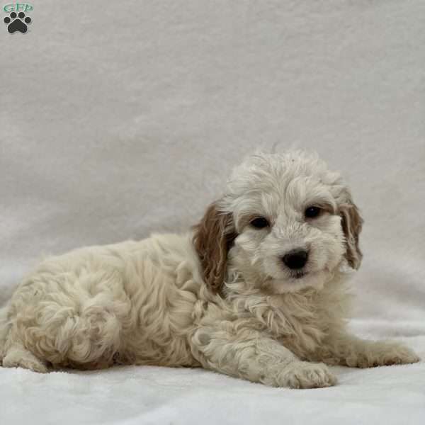 Sebastian, Mini Goldendoodle Puppy