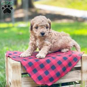 Sebastion, Bich-Poo Puppy