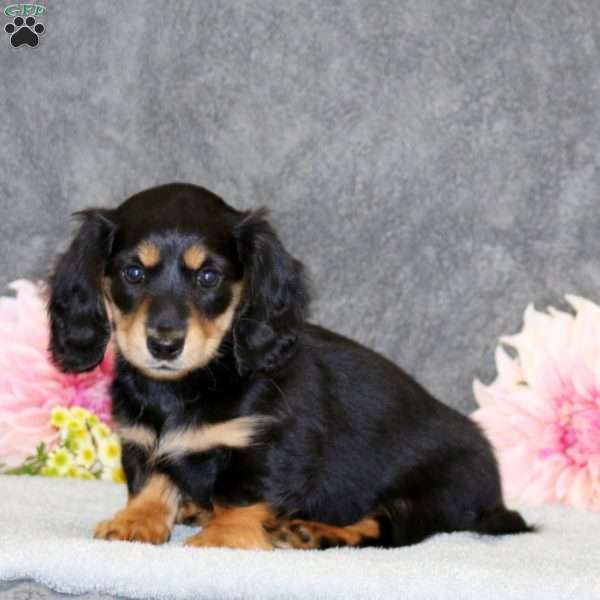 Sela, Dachshund Puppy