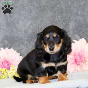 Sela, Dachshund Puppy