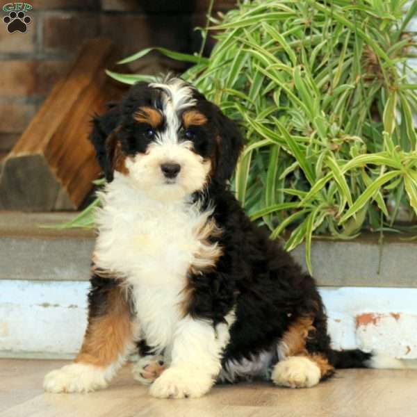 Serena, Bernedoodle Puppy
