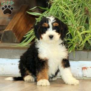 Serena, Bernedoodle Puppy