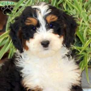 Serena, Bernedoodle Puppy