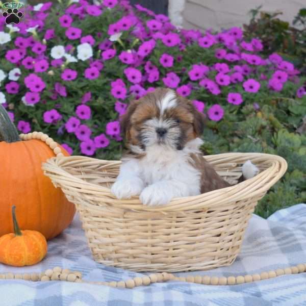 Sesame, Shih Tzu Puppy