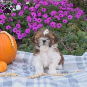 Sesame, Shih Tzu Puppy