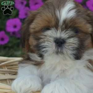 Sesame, Shih Tzu Puppy
