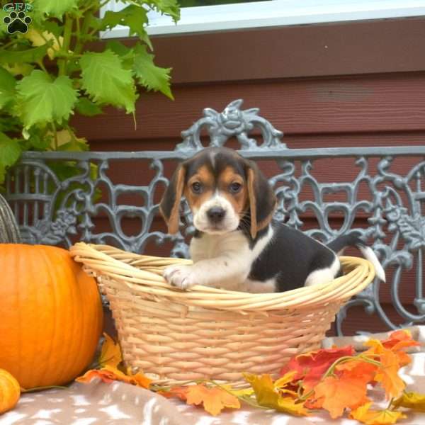 Shadow, Beagle Puppy