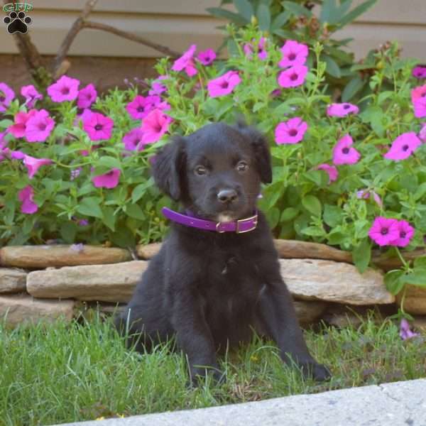 Shadow, Golden Retriever Mix Puppy