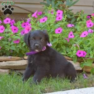 Shadow, Golden Retriever Mix Puppy