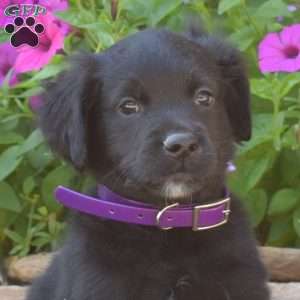 Shadow, Golden Retriever Mix Puppy
