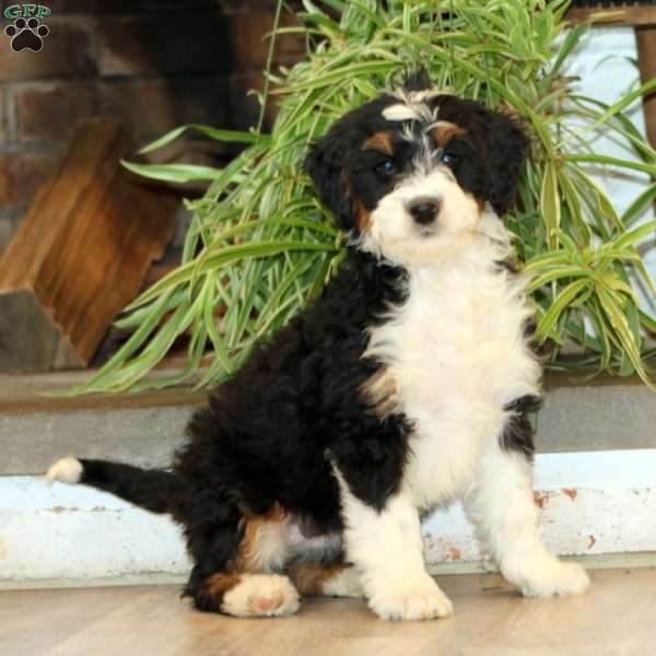 Sheila, Bernedoodle Puppy