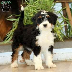 Sheila, Bernedoodle Puppy