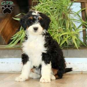 Sheila, Bernedoodle Puppy