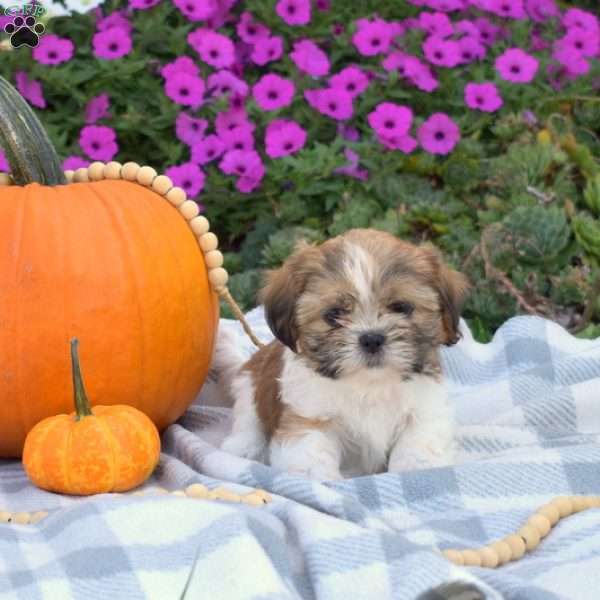 Sheldon, Shih Tzu Puppy