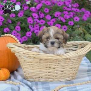 Sheldon, Shih Tzu Puppy
