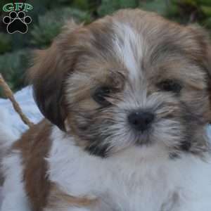 Sheldon, Shih Tzu Puppy