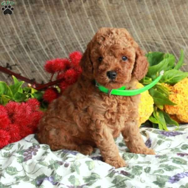 Shep, Mini Goldendoodle Puppy