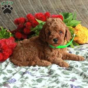 Shep, Mini Goldendoodle Puppy