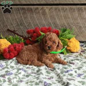Shep, Mini Goldendoodle Puppy