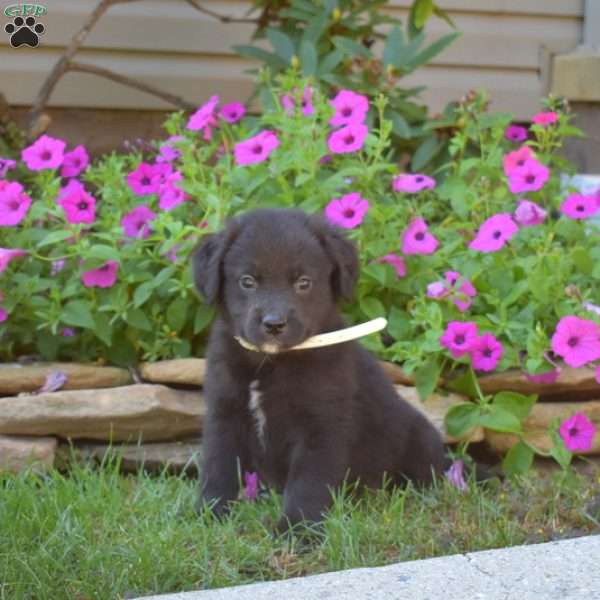 Sherlock, Golden Retriever Mix Puppy