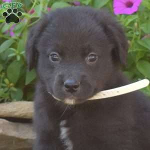 Sherlock, Golden Retriever Mix Puppy