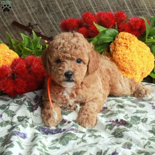 Shiloh, Mini Goldendoodle Puppy