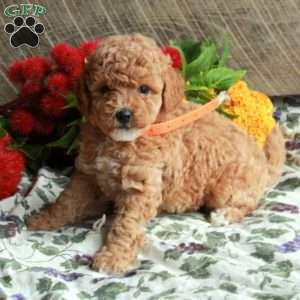 Shiloh, Mini Goldendoodle Puppy
