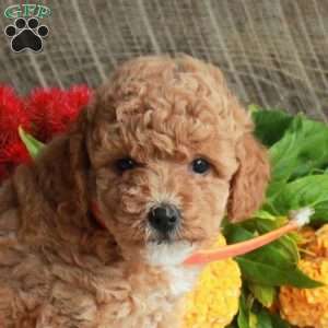 Shiloh, Mini Goldendoodle Puppy