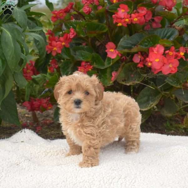 Shortcake, Maltipoo Puppy