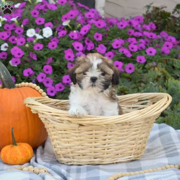 Simba, Shih Tzu Puppy