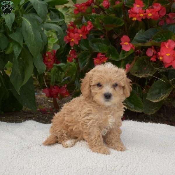 Simba, Maltipoo Puppy