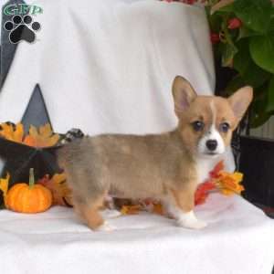 Simba, Pembroke Welsh Corgi Puppy