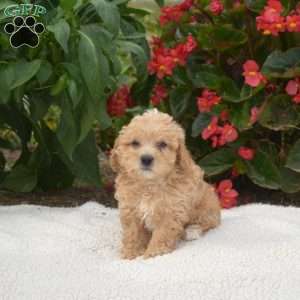 Simba, Maltipoo Puppy